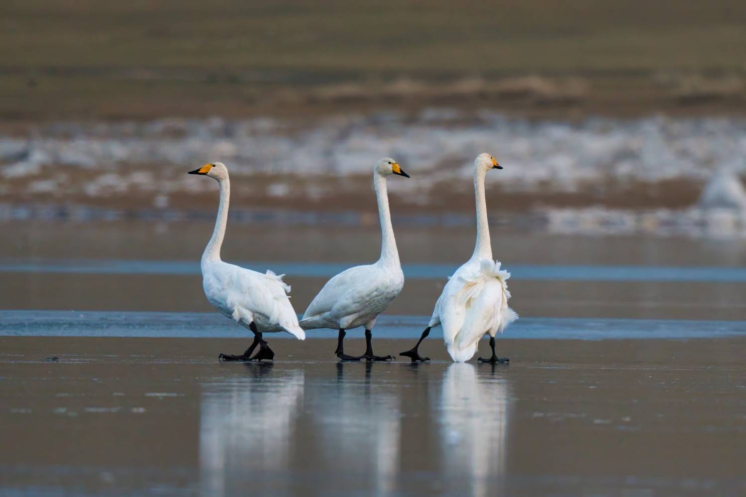 , Большаков Алексей