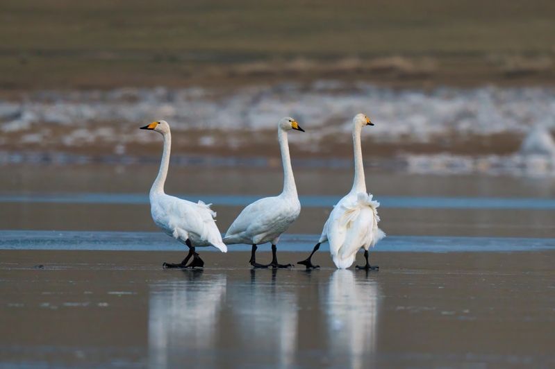 На тонком льду фото превью