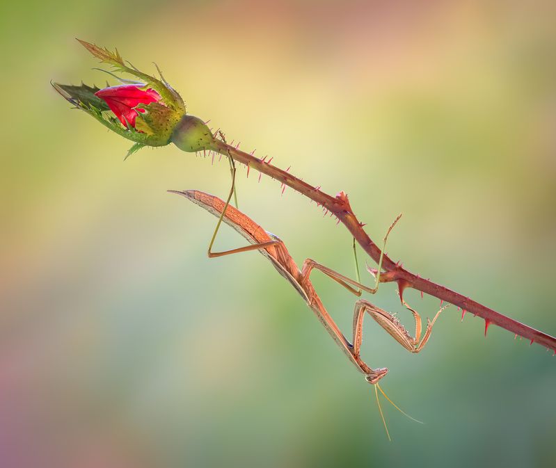 Trapeze artist фото превью
