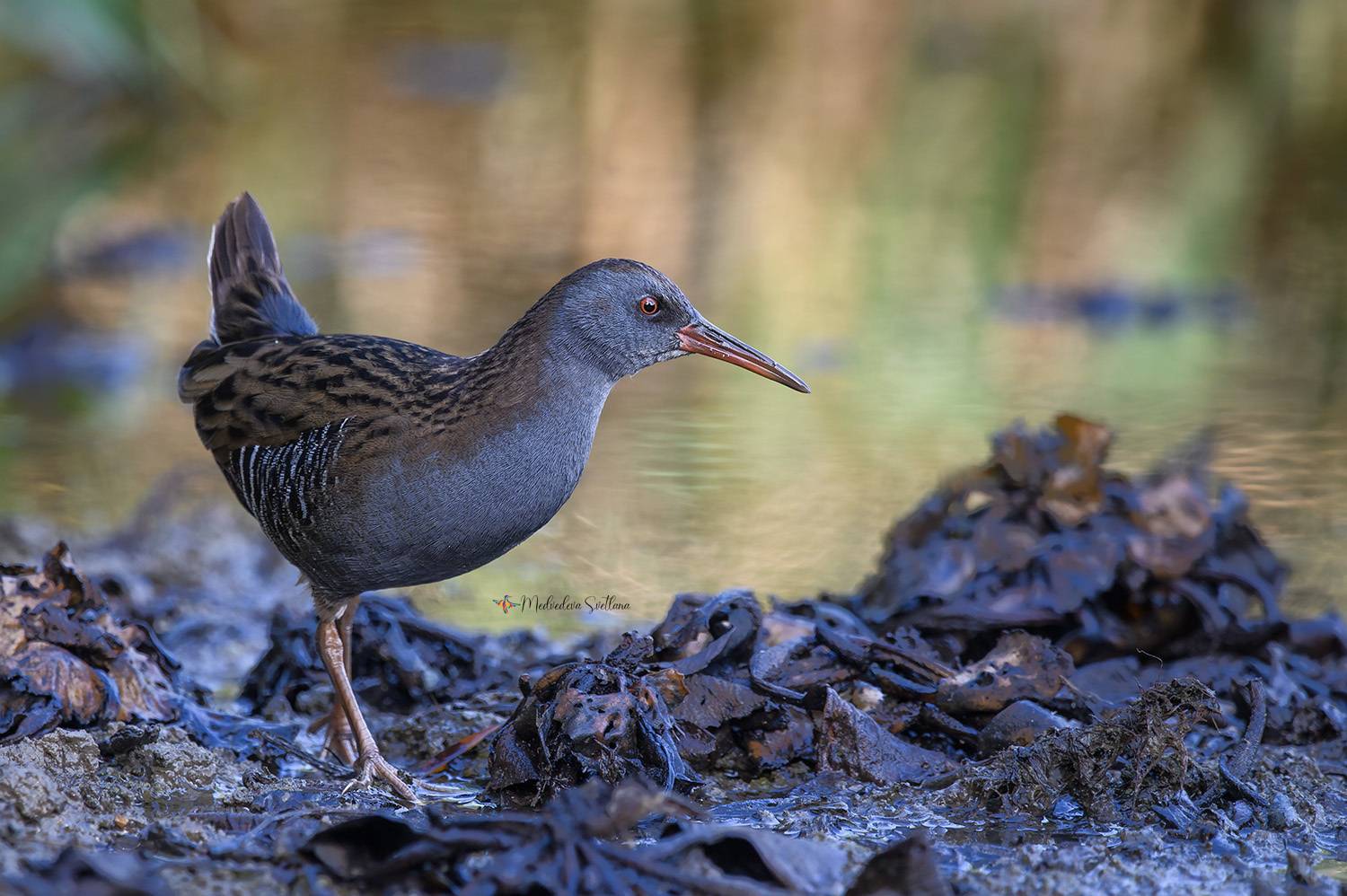 фотоохота, птица, водяной пастушок, осень, Медведева Светлана