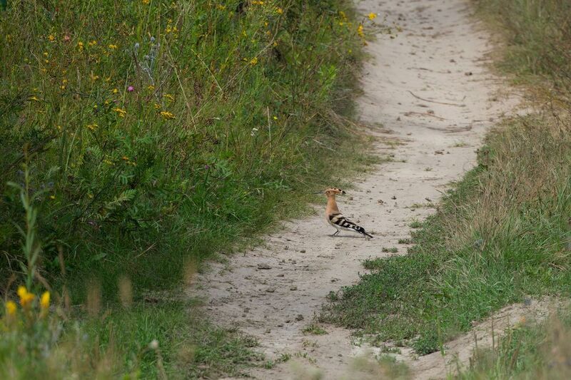 удод, птицы, ракшеобразные, природа, фотоохота, upupa epops, birds, nature, birdwatching Удод на дороге фото превью