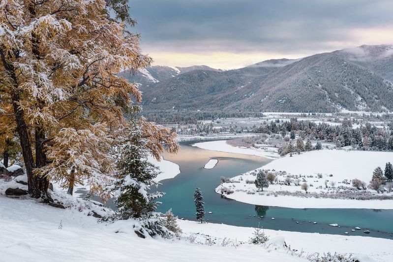 алтай, горный алтай, пейзажи алтая, кош-агачский район, горная река, золотая осень, горы, осенний алтай, лиственницы Золото под серебром фото превью