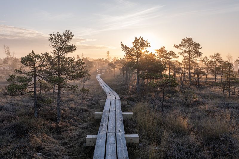 Болото. Туманное утро фото превью