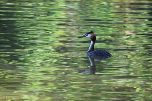 Чомга на красивой воде