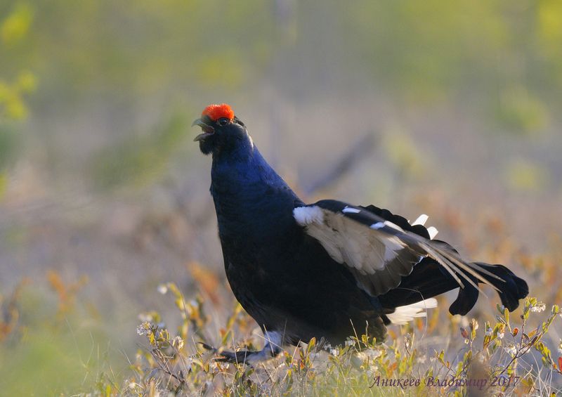 На току фото превью