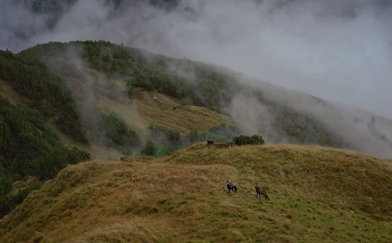 Серны фото превью