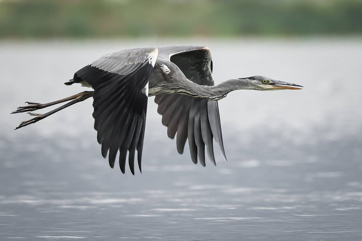 серая цапля, Суслов Дмитрий