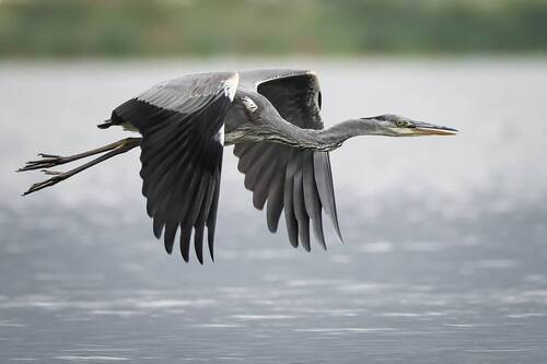 Серая цапля