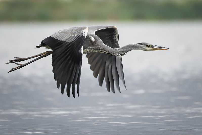 серая цапля Серая цапля фото превью