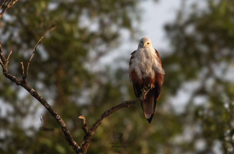 Poser фото превью