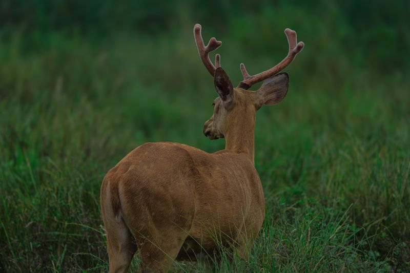 Barasingha фото превью