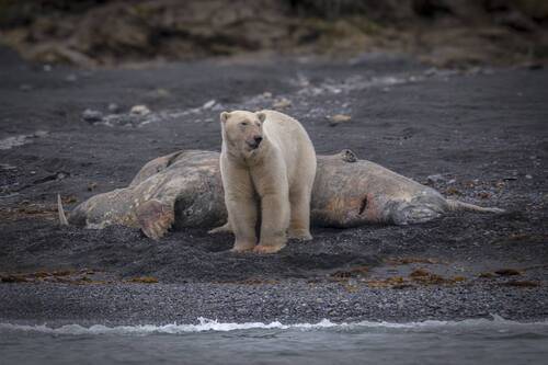Жду вас в гости на моржа
