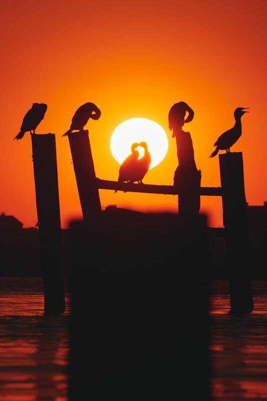 Бакланья свадьба фото превью