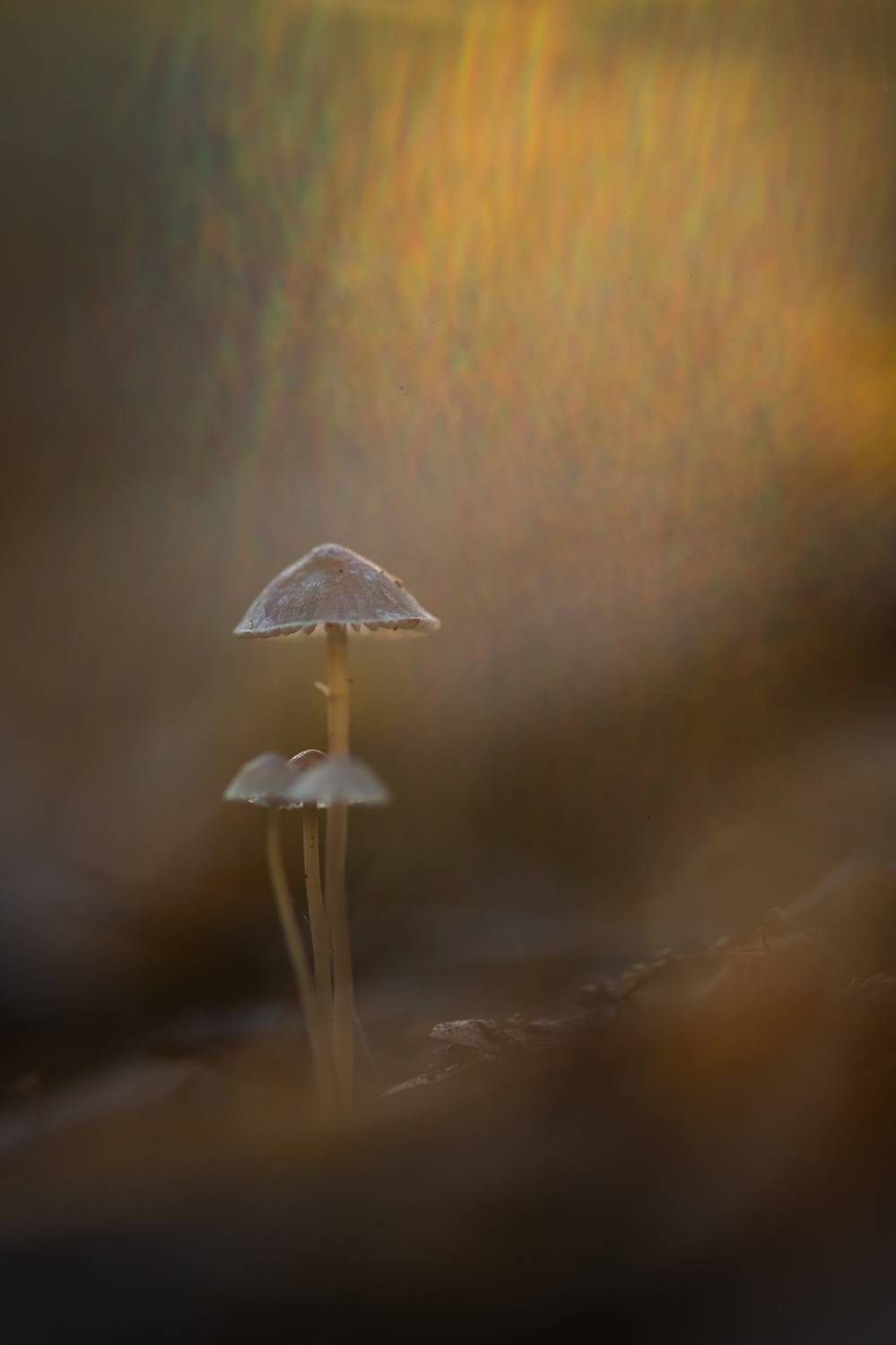 , Викулов Николай