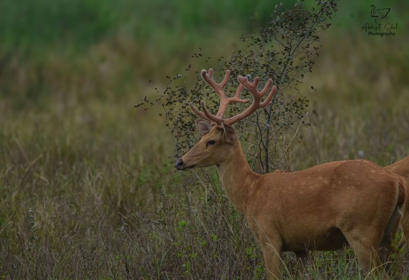 Barasingha фото превью