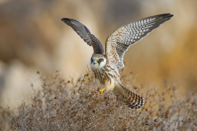 Junior Red footed Falcon фото превью