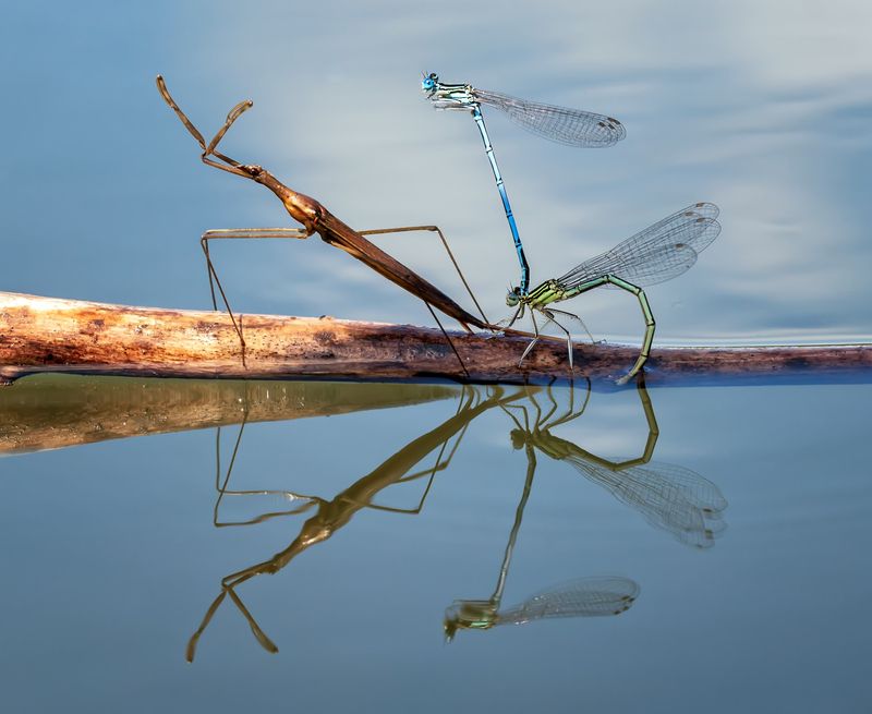 Наездники фото превью