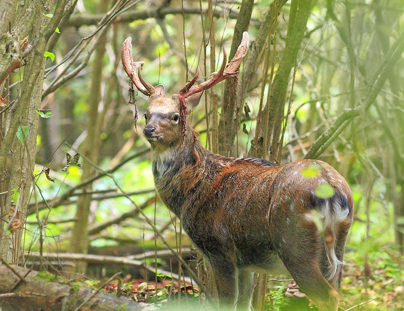 Пятнистые фото превью