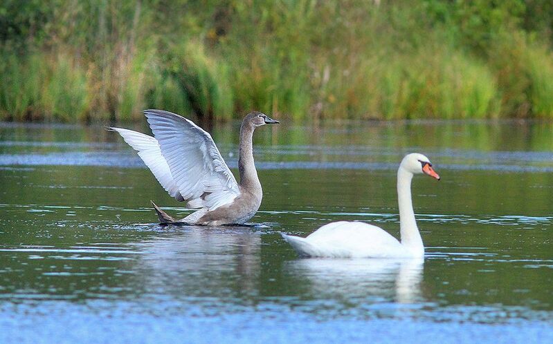 Лебеди фото превью