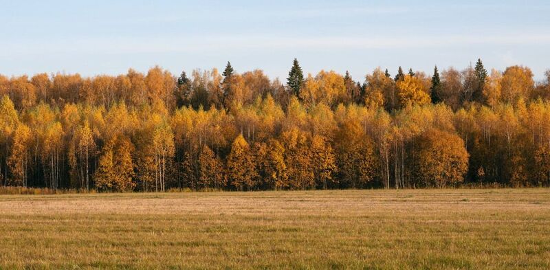 лес фото превью