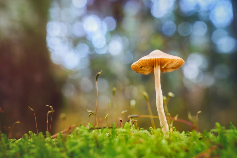 Маленький грибочек фото превью