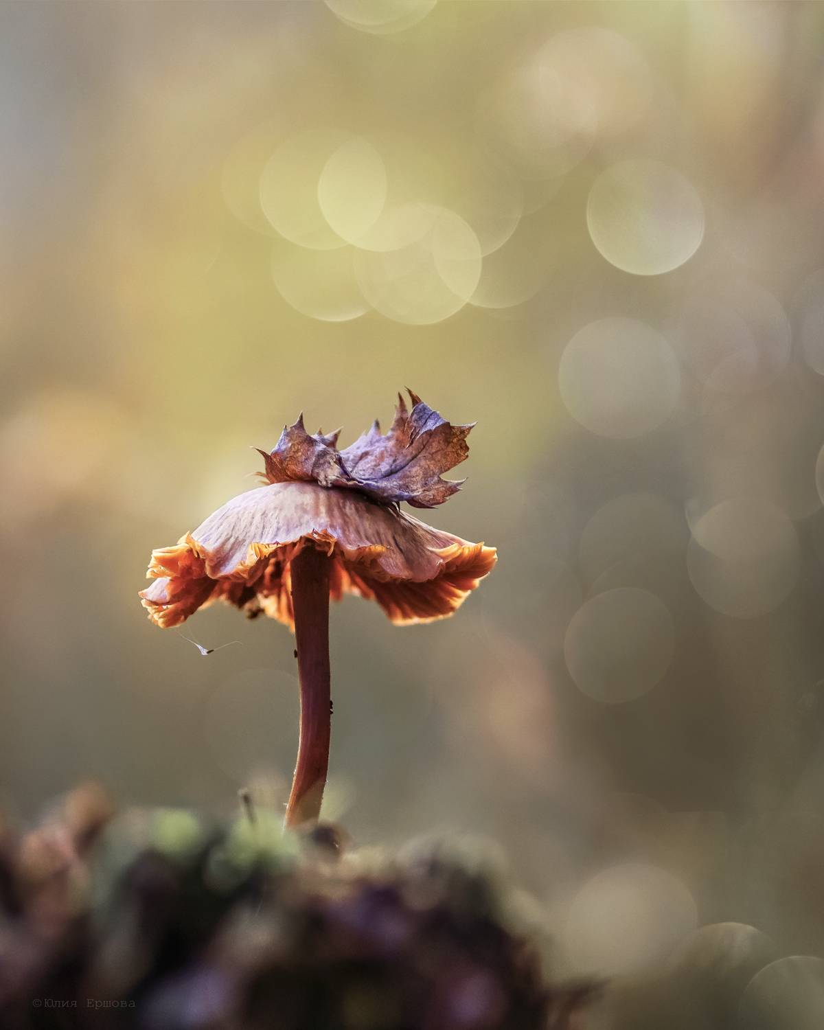 гриб, поганка, макро, Ершова Юлия