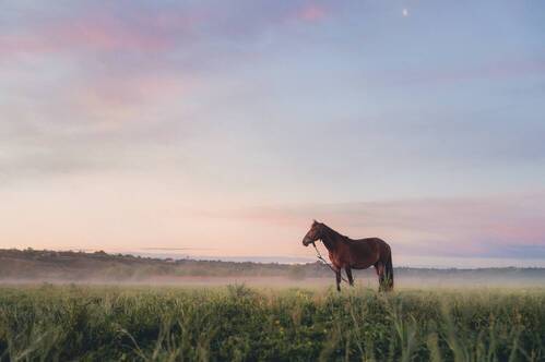 Fine-Art Horse at Dawn