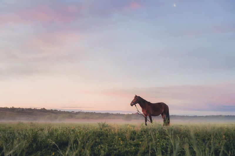 horse, dawn, morning, sunrise, mist, fog, field, nature, countryside, landscape, fine art, pastel, silence, solitude, serenity, calm, atmosphere, minimalism, poetic, cinematic, stillness, presence, soft light, peaceful, dreamy, freedom, rural, wild, beaut Fine-Art Horse at Dawn фото превью