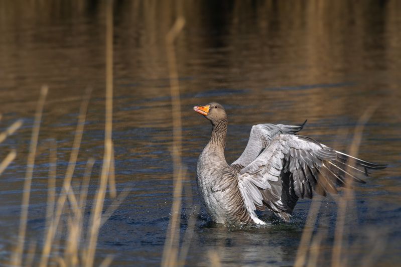 серый гусь, дикий, greylag goose, anser anser, купание, крылья Крылья легкие раскину... фото превью