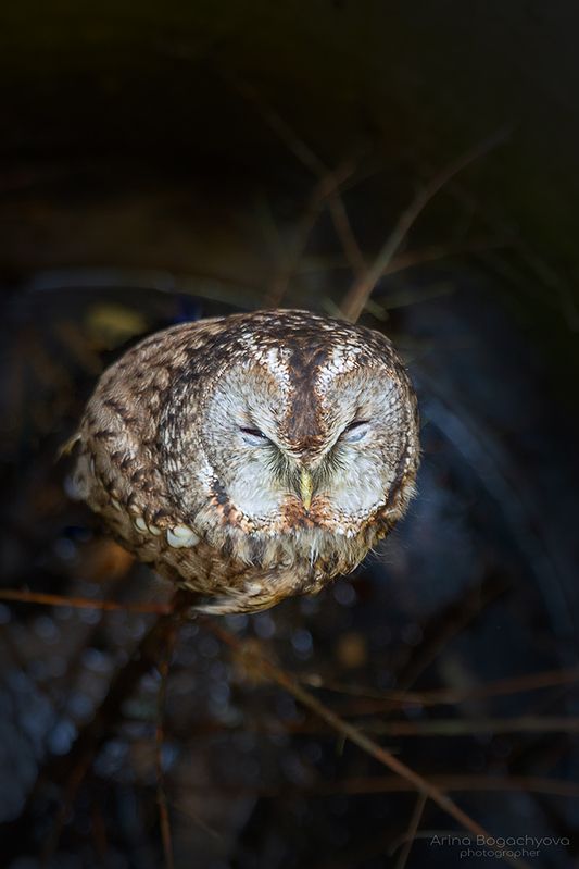 Сова в трубе... фото превью
