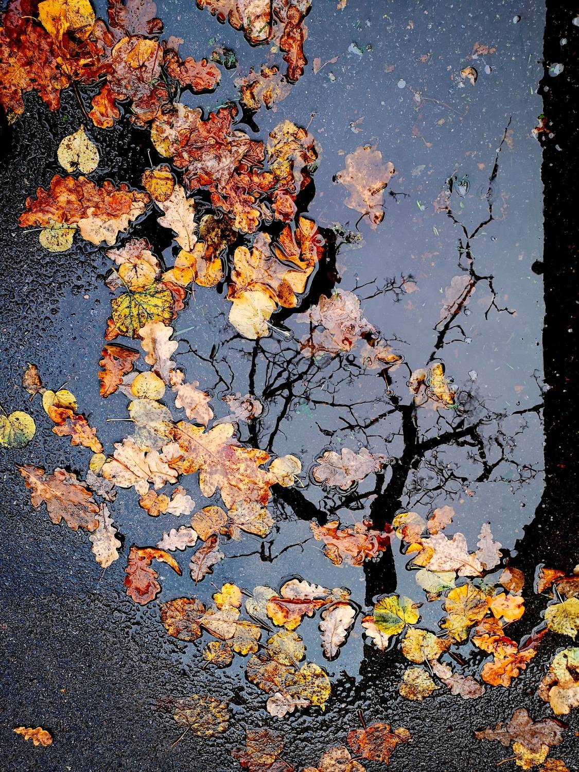 , Антон Лаба