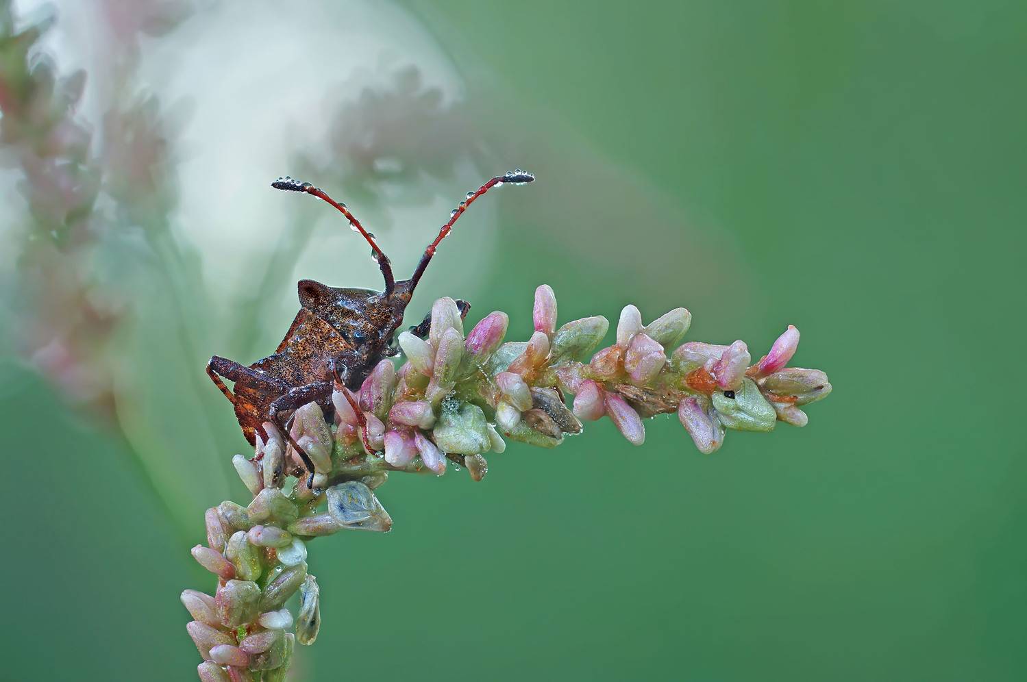 Клоп, растение, роса, Чепленко Алексей