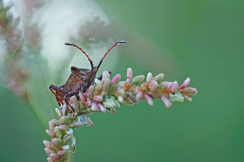 Клоп, растение, роса Клоп фото превью