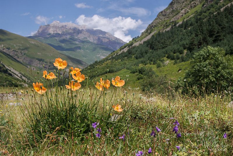 Солнечные маки фото превью