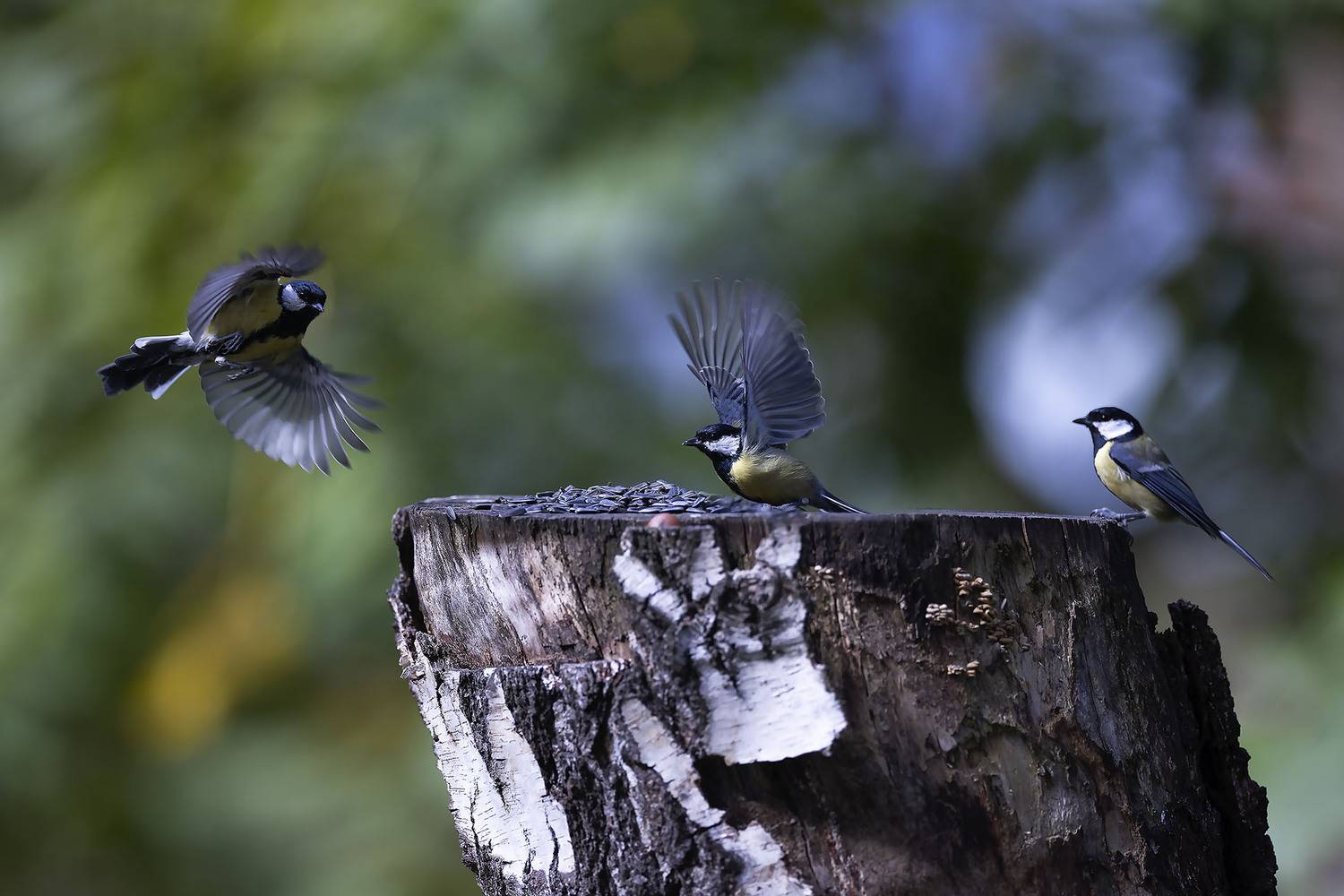 птицы, синицы, bird, forest,movement ,nature, Стукалова Юлия