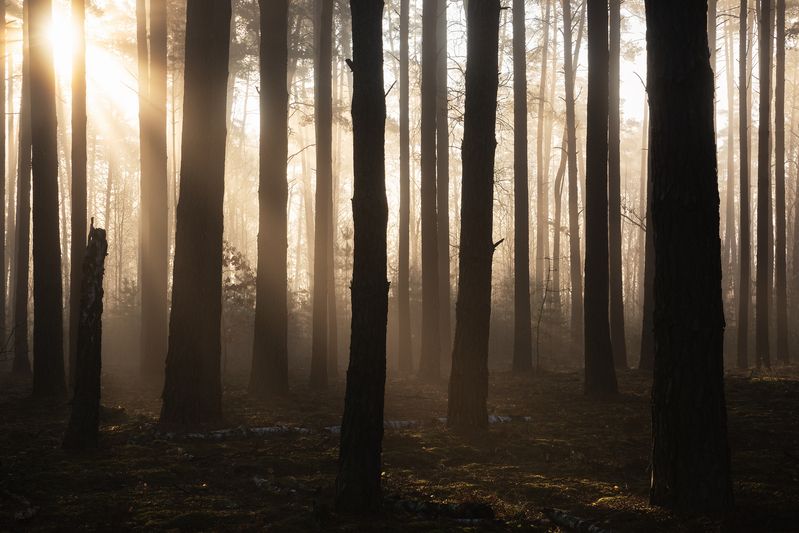 В лесу рассвет фото превью