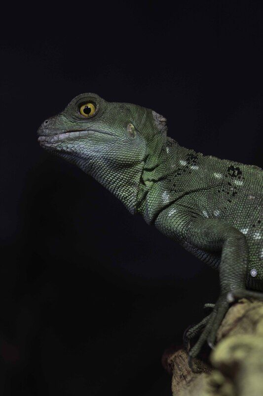 Green crested basilisk фото превью