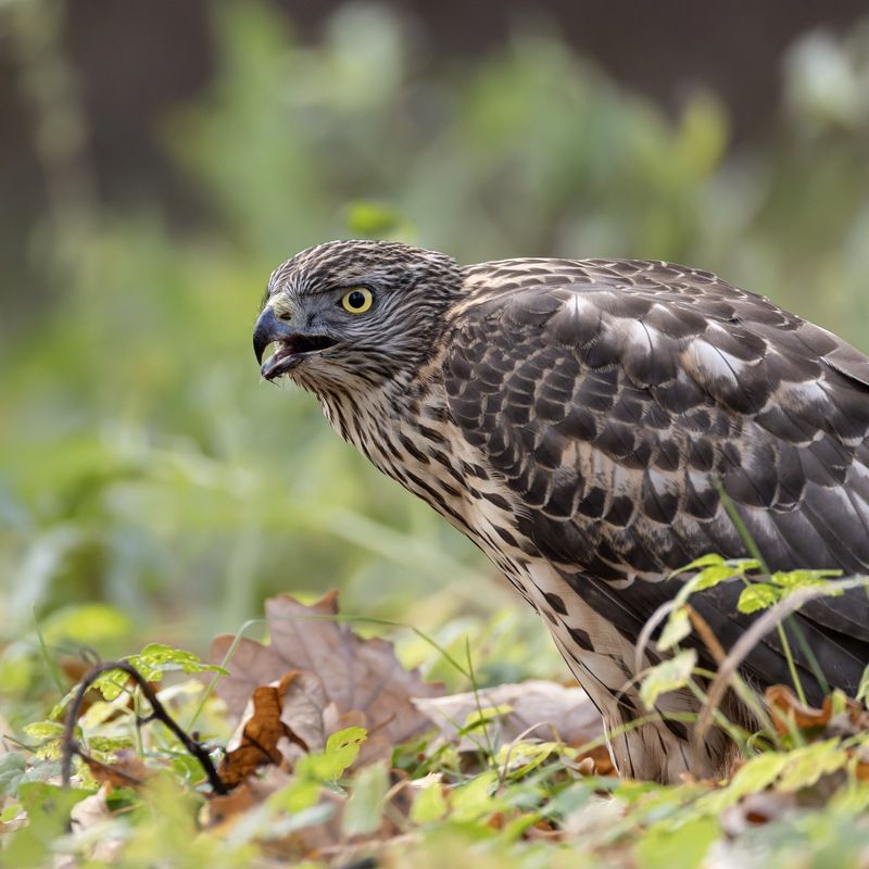 ястреб тетеревятник, ястреб, тетеревятник, птицы, ястреб-тетеревятник Тетеревятник фото превью