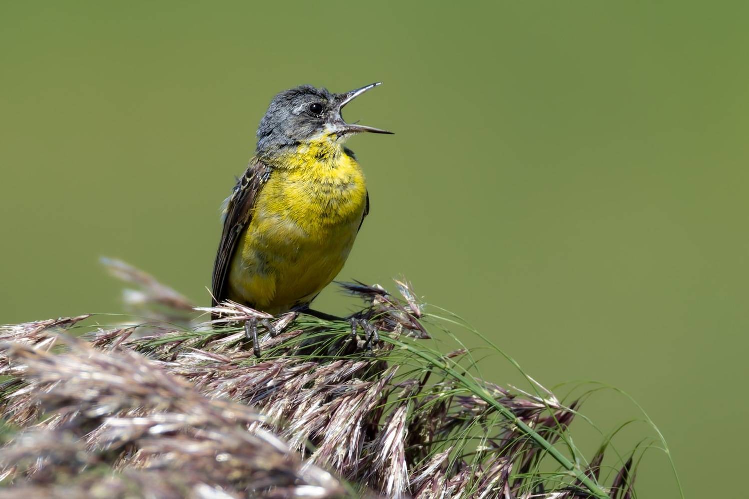 желтая трясогузка,трясогузка, птицы, Ruslan Pl