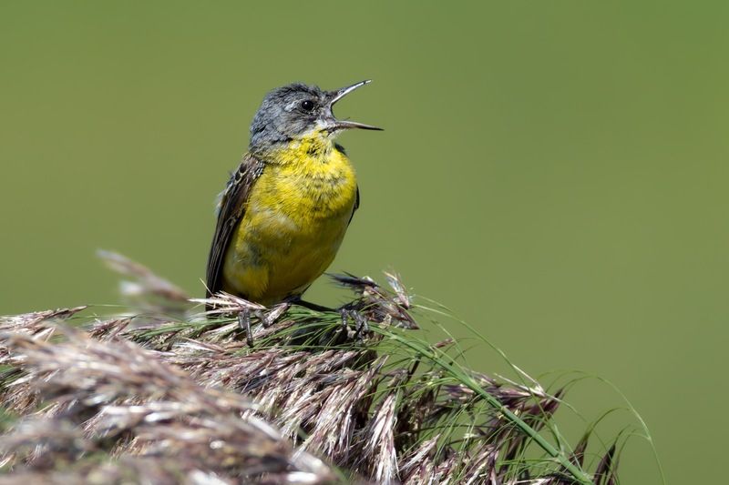желтая трясогузка,трясогузка, птицы Желтая трясогузка фото превью