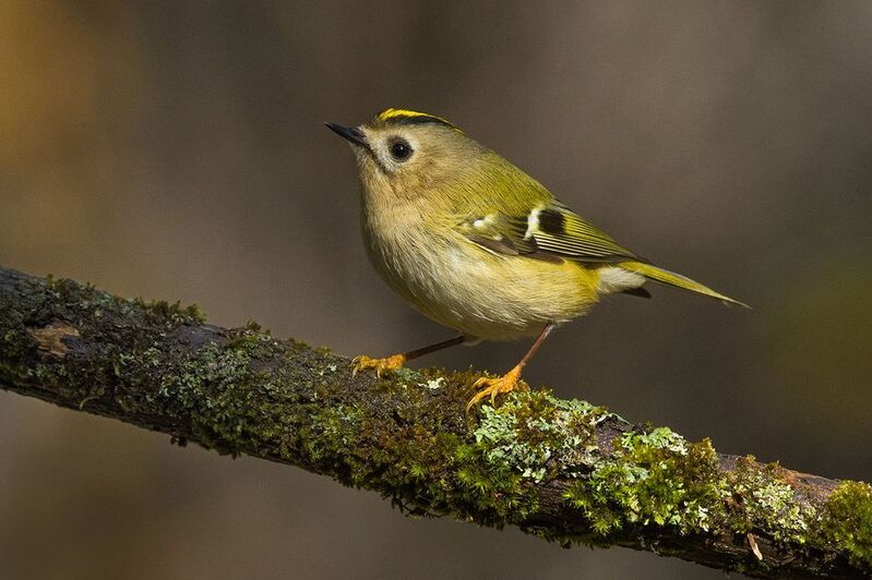 желтоголовый королёк,бор,октябрь Желтоголовый королёк фото превью