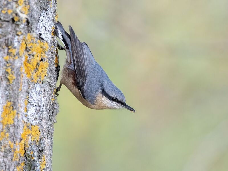 Eurasian Nuthatch фото превью
