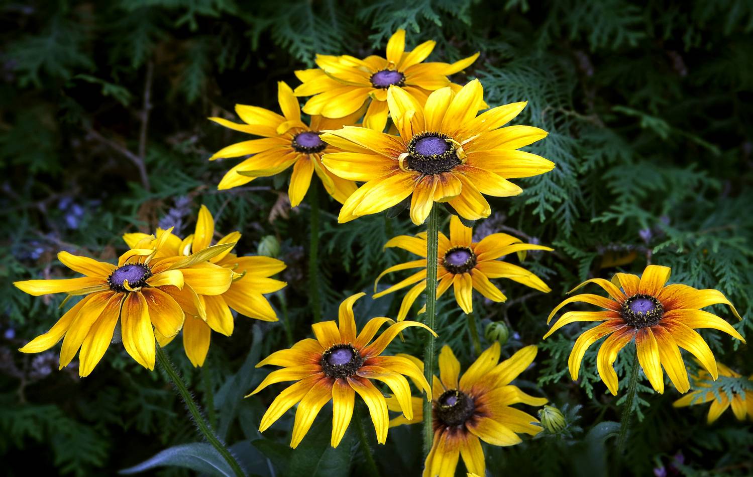 Рудбекия. Автор: Ушаков Валерий , Ушаков Валерий