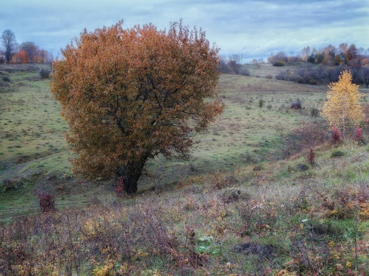 , Кондрашова Светлана