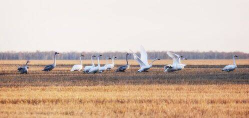 Уроки полётов.