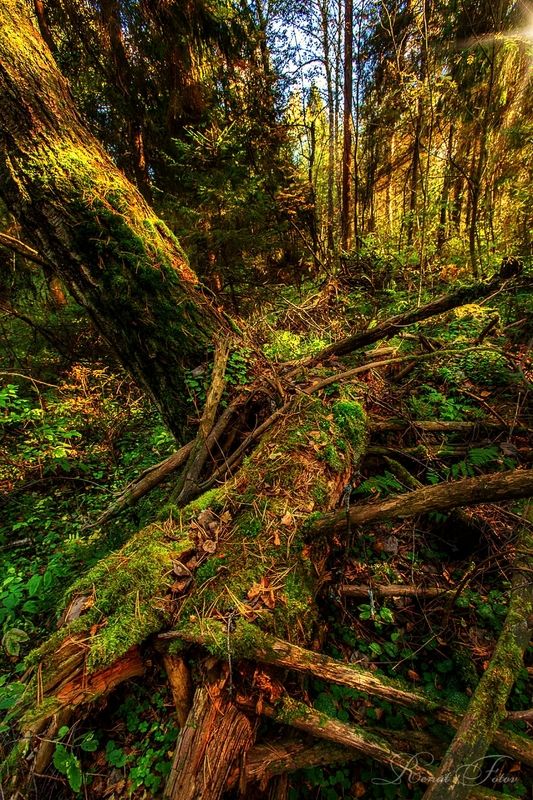 Костромской край. фото превью