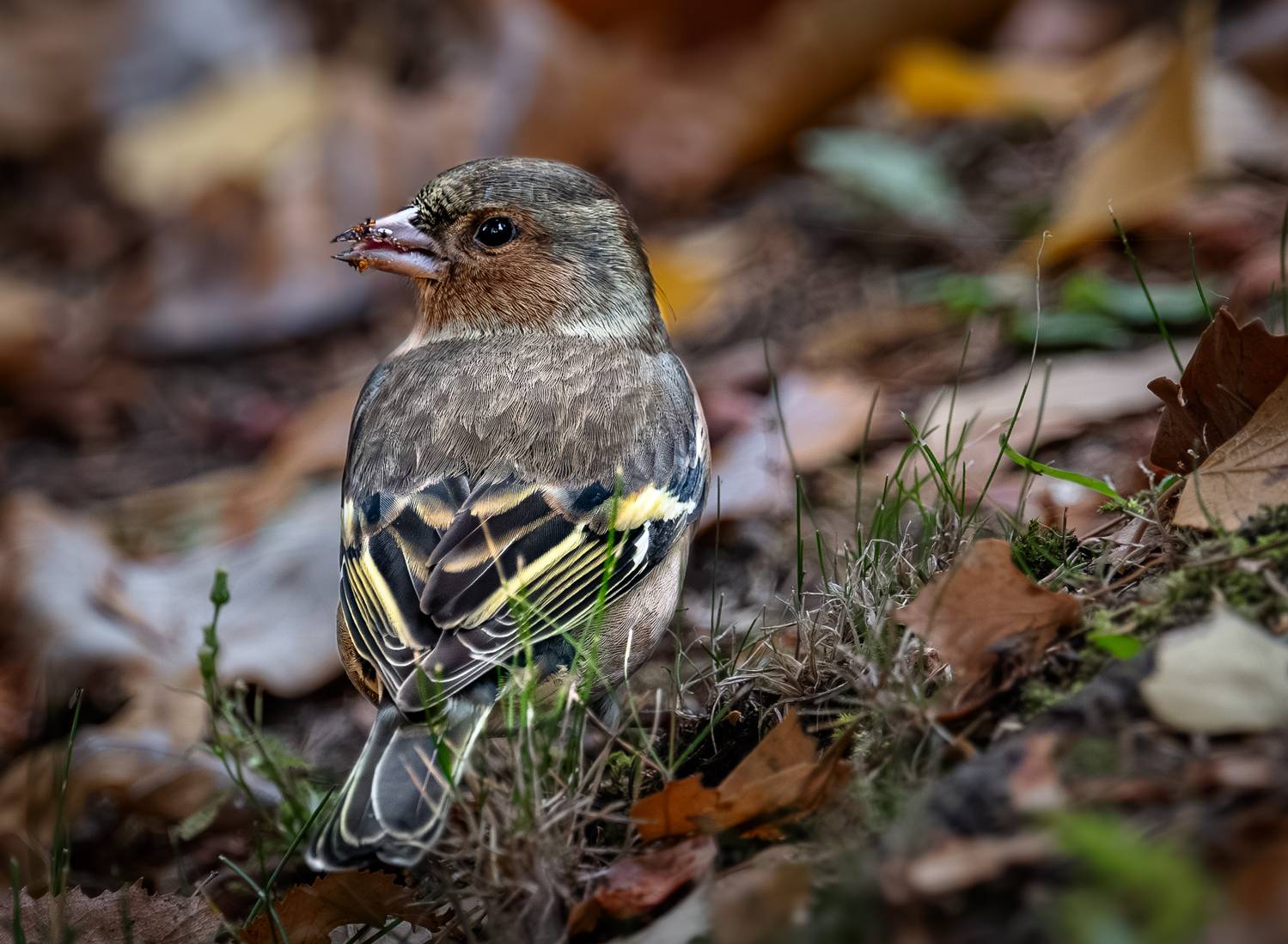 , Курлянцев Алексей