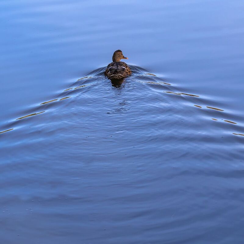 голуби, утки, птицы, осень, вода,  фото превью