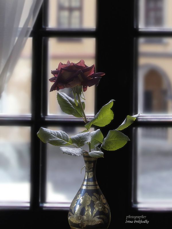 натюрморт, цветы, окно, роза Черна роза - эмблема печали... фото превью
