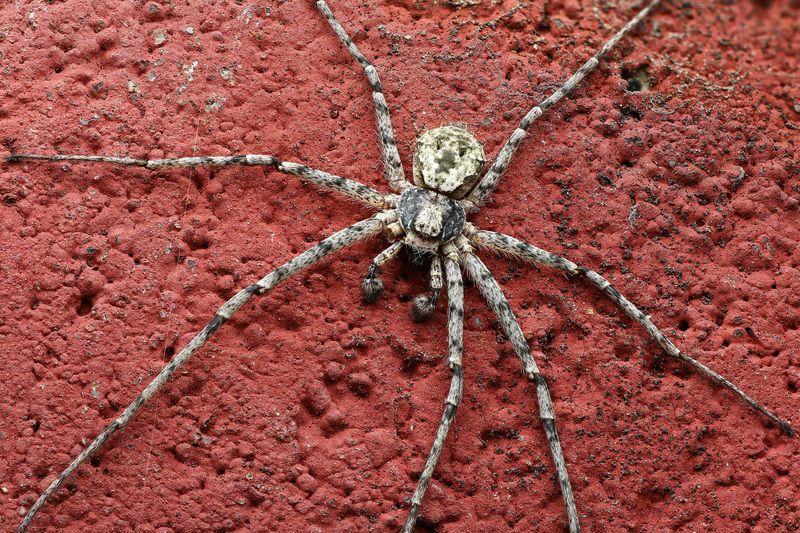 макро, природа, животное, растение, цвет, фото, красный, паук Лапищи фото превью